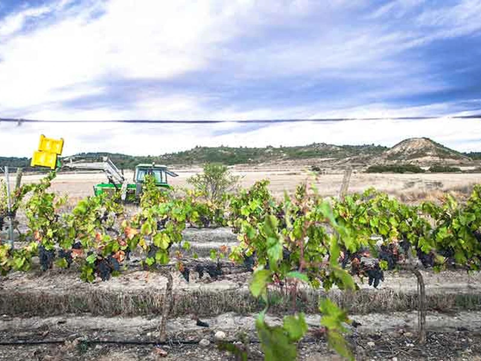 Image of Bodega Edra