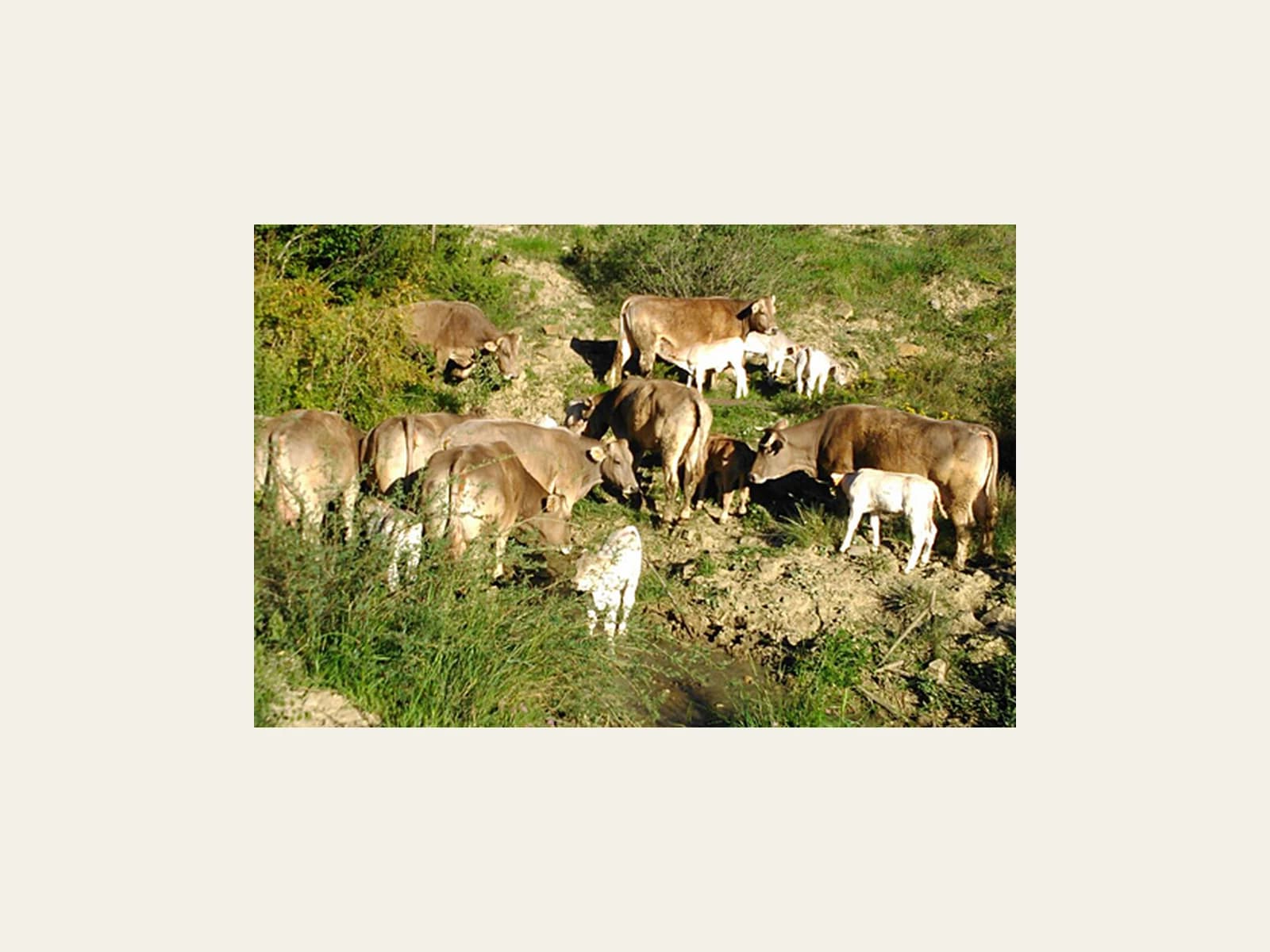 Image of Ternera Valle de Aisa