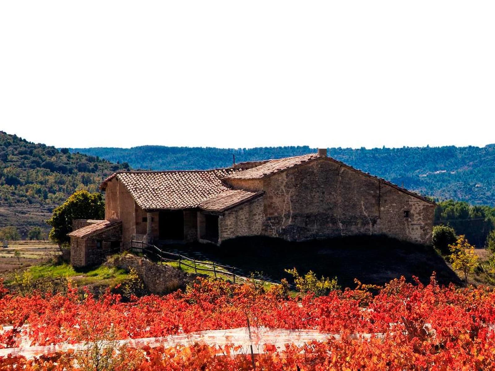 Image of Bodegas Rubus