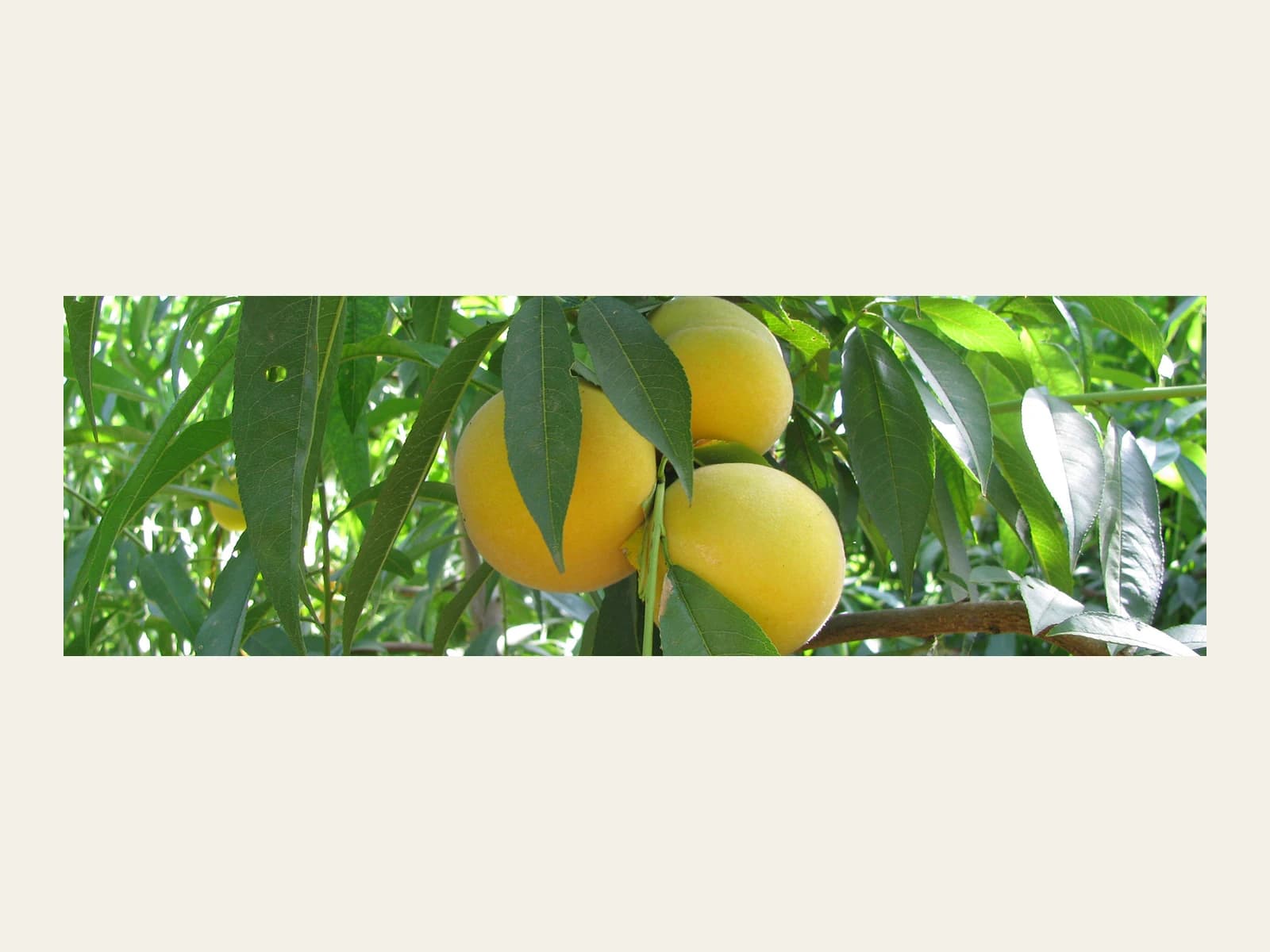 Image of Cofruval (Cooperativa del Campo San Miguel)