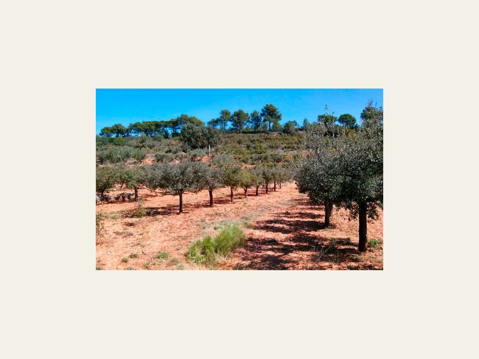 Image of Cultivos Forestales y Micológicos, S.L.