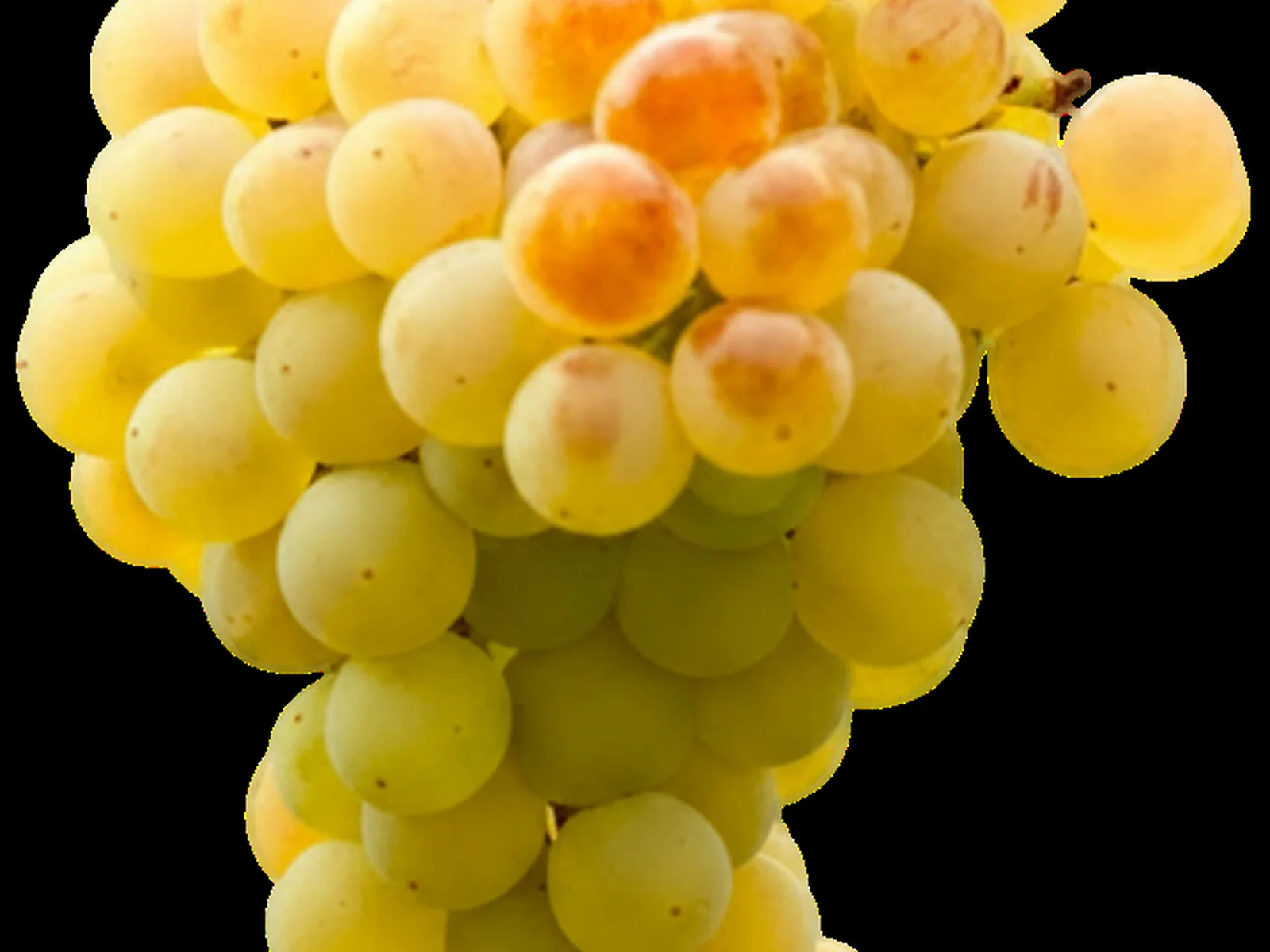 Image of Celler Talcomraja