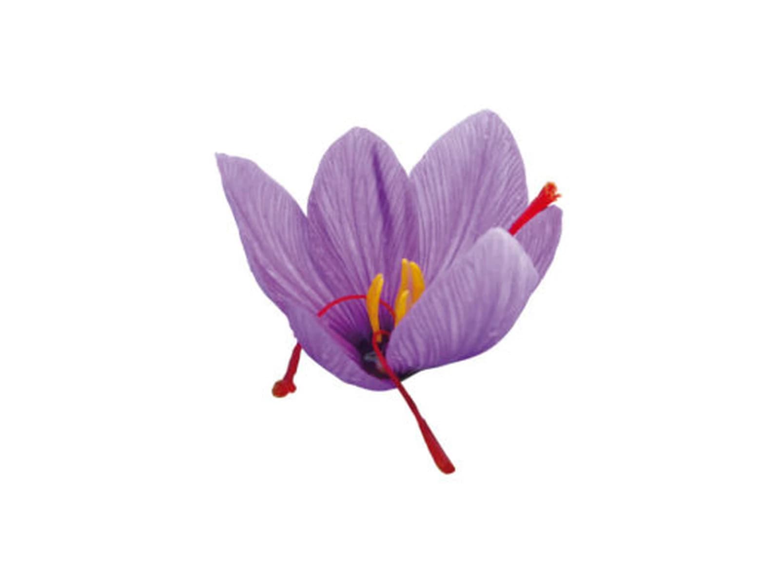 Image of Aromis