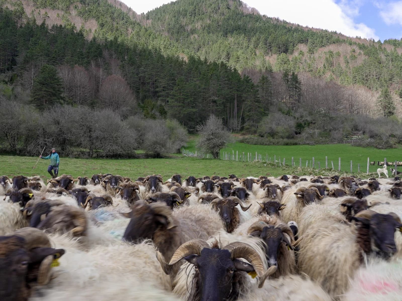 Image of Quesería Marengo Gaztandegia