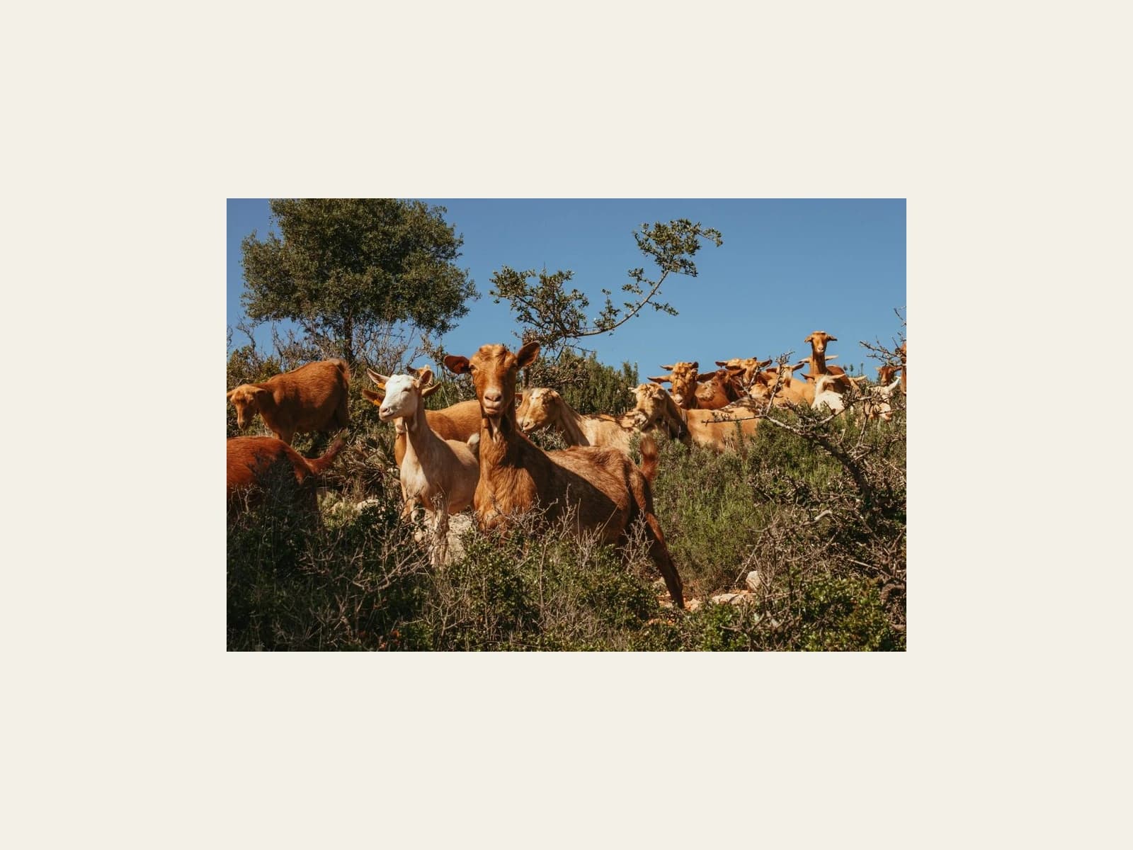 Image of SAT Los Productos de la Cabra Malagueña