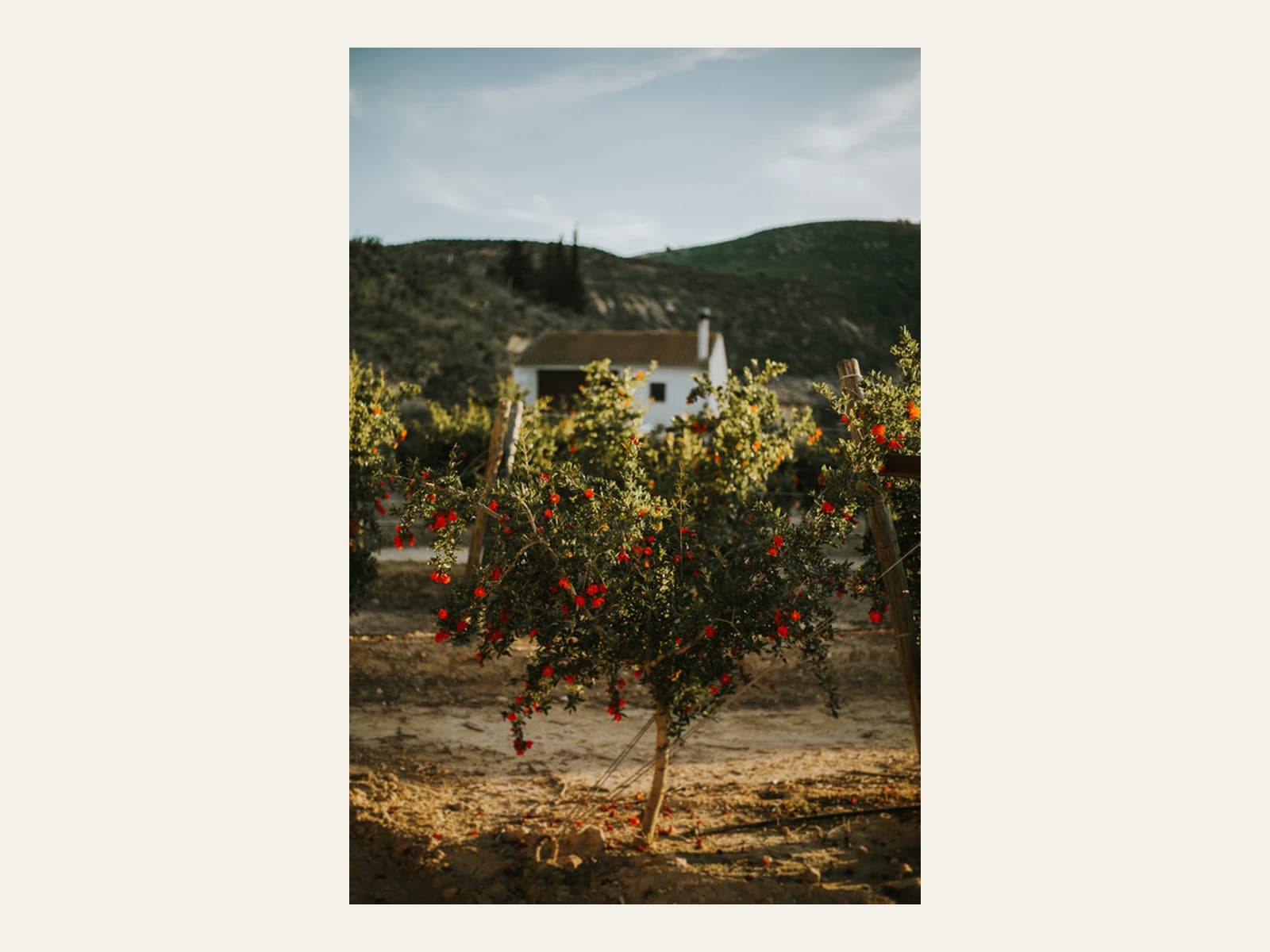 Image of Arilo Fruits