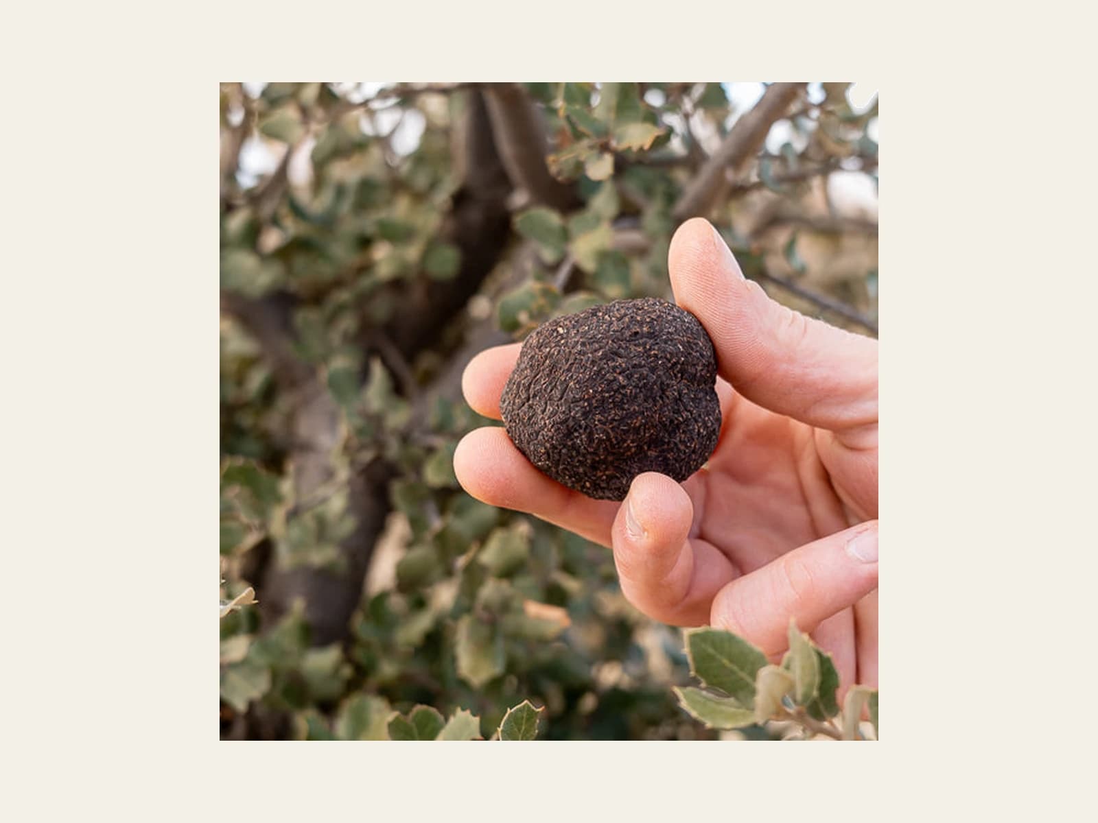 Image of Buscón de trufas