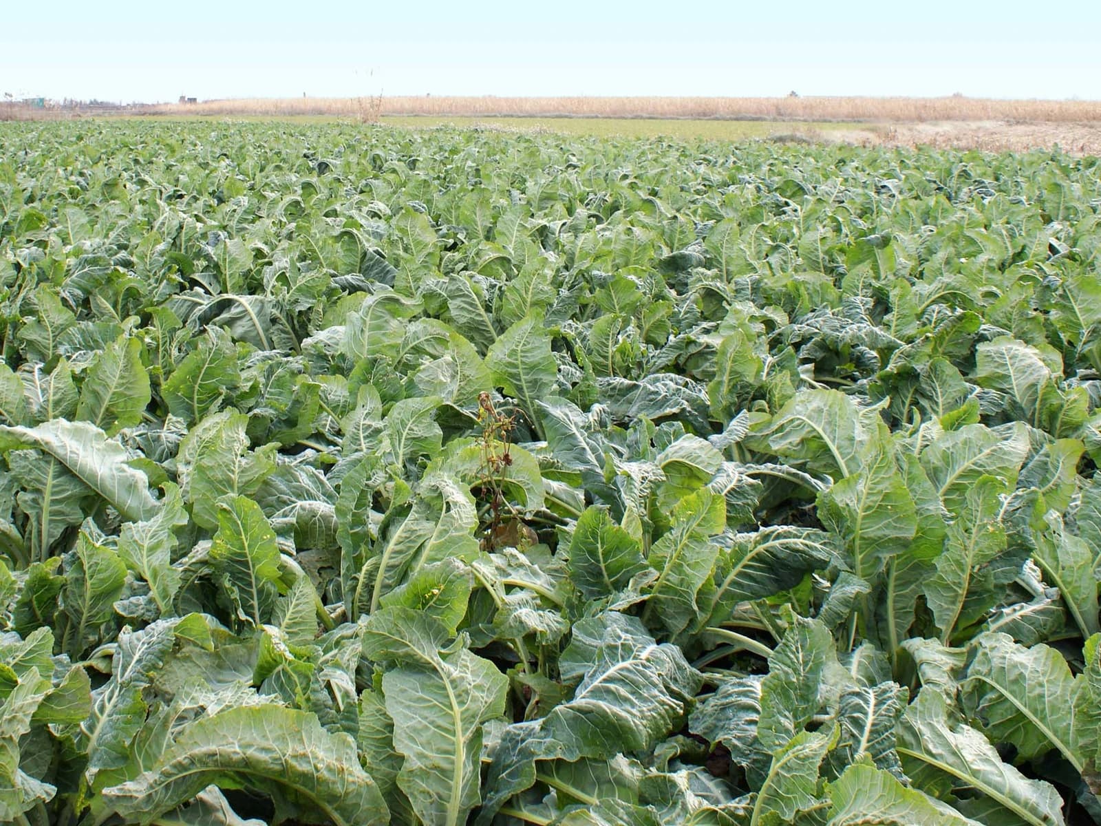 Image of Agrícola de Especialidades Riberas