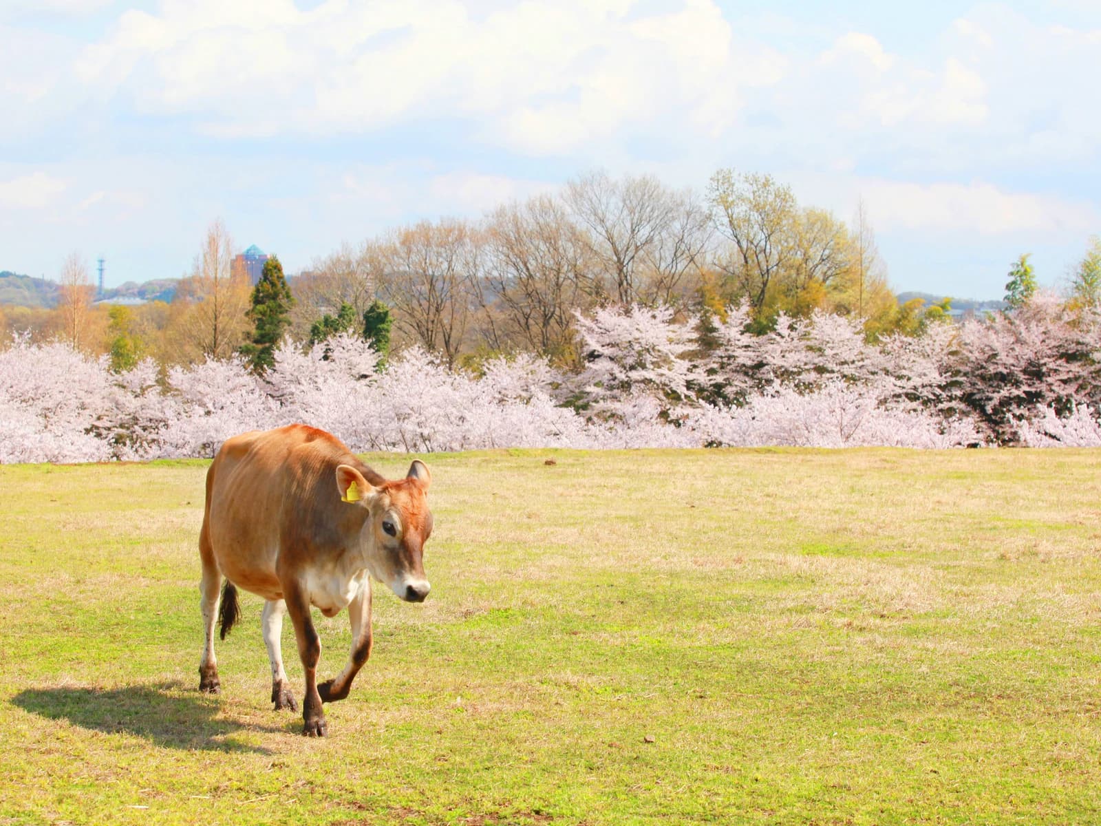 Image of 磯沼ミルクファーム (Isonuma Milk Farm)
