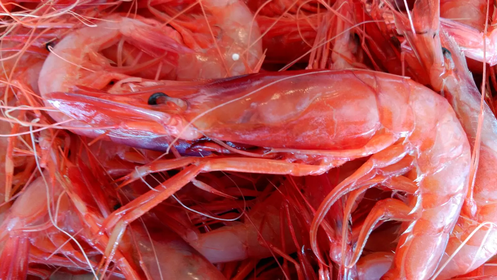 Gambas rojas crudas amontonadas, con las antenas largas y el caparazón rojo intenso